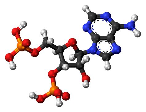 What Is a Nucleotide? Definition, Structure, and Function · PrepScholar