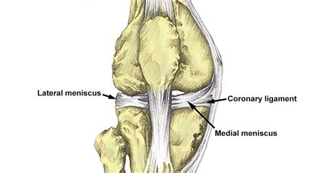 Coronary Ligament Knee