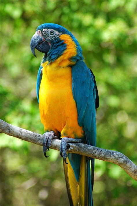 Psittaciformes - Parrots, Parakeets, Macaws, Cockatoos Photo Gallery | Wildlife Journal Junior