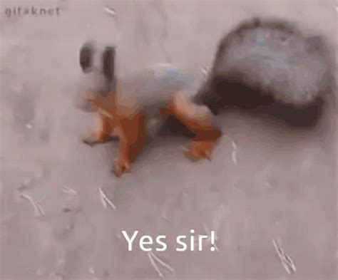 Yes Sir Squirrel GIF - YesSir Squirrel Funnysquirrel - Discover & Share GIFs