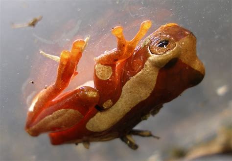 Clown Tree Frog (Dendropsophus leucophyllatus) >> Amphibian Care