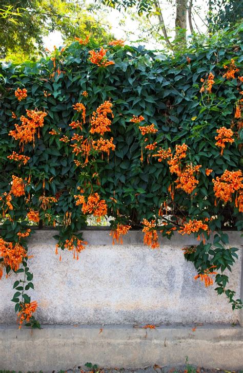 orange flowers growing on the side of a cement wall