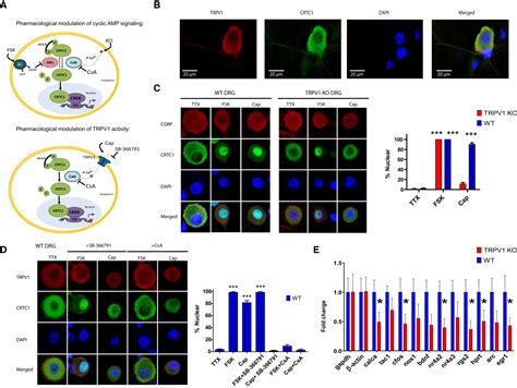 TRPV1 Pain Receptors Regulate Longevity and Metabolism by Neuropeptide Signaling: Cell