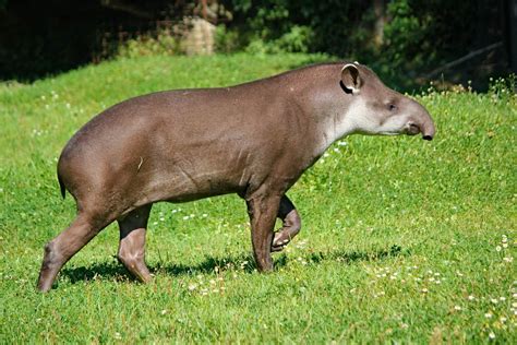 Tapir Animal Facts - Learn More About The Tapir