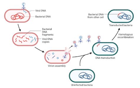 12 Biogenesis Examples – StudiousGuy