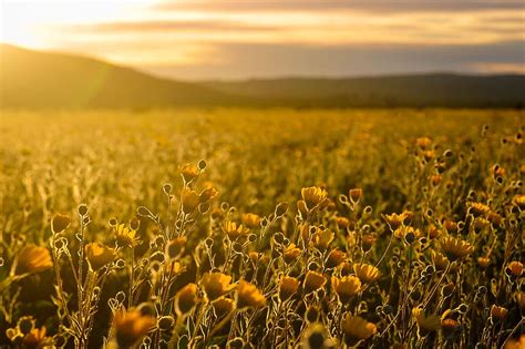 HD wallpaper: Meadow of Sunflowers, 4k wallpaper, beautiful flowers, dawn, farm | Wallpaper Flare