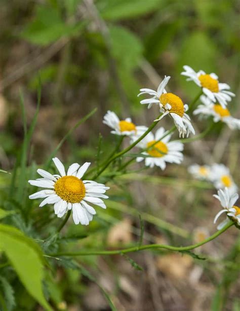 Foraging and Cooking Oxeye Daisy (Leucanthemum vulgare)