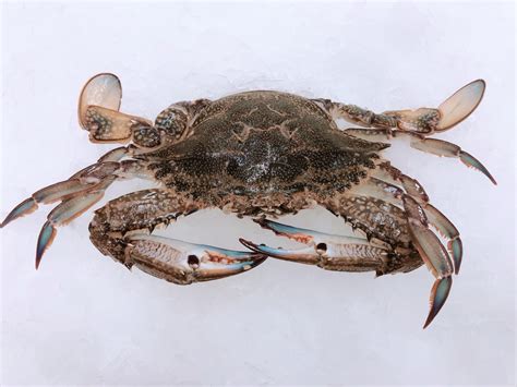 FEMALE GREEN BLUE SWIMMER CRABS 200G - 300G | Claudio's Seafoods