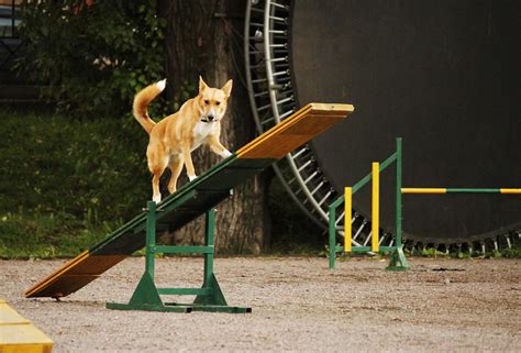 10 Questions to Ask Before Taking a Dog Agility Training Class ...