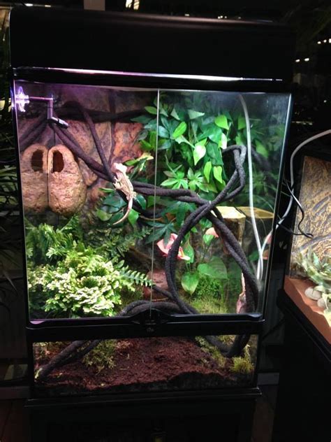 Crested Gecko Terrarium Size & Cohabitation Notes | ReptiFiles