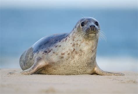 Common (or Harbour) seal - People's Trust for Endangered Species