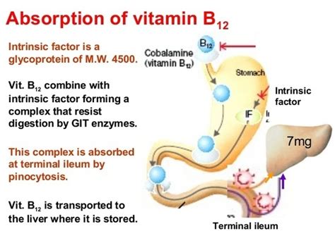 What organ is responsible for the absorption of nutrients derived from ...