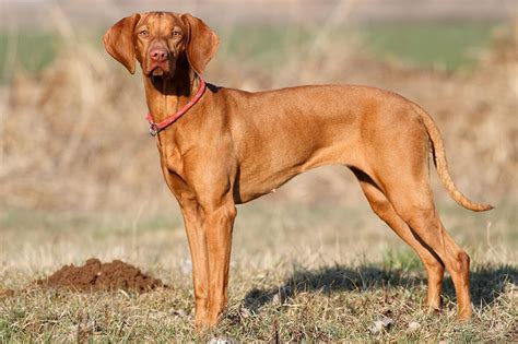 Meet the Hungarian Vizsla!