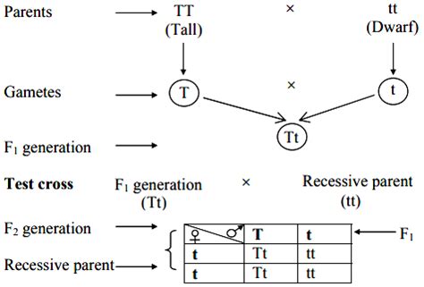 What is test cross? Explain the significance of test cross. - Sarthaks ...