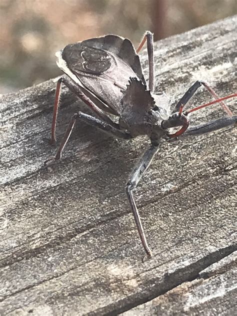 Who's this broski ... : r/whatsthisbug