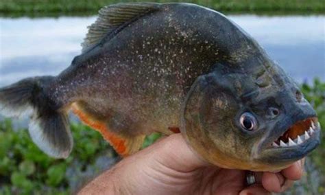 10 Fakta Menyeramkan Spesies Ikan Piranha!! - Umpan