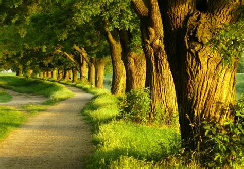 Fondo pantalla Camino en el Bosque | Paisajes, Hermosa naturaleza ...