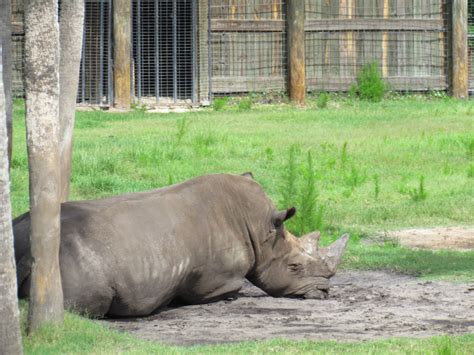 Southern White Rhinoceros - ZooChat