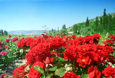 Rose plantation Royalty-Free Stock Image - Storyblocks