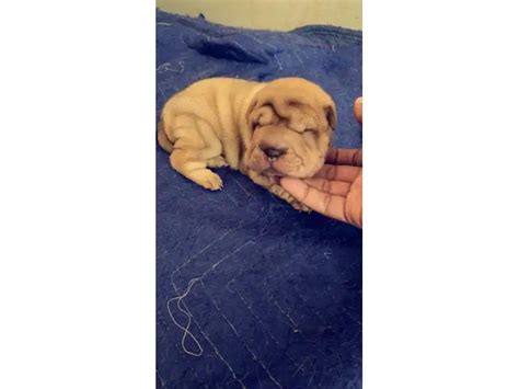 5 Shar-pei puppies for sale in Washington - Puppies for Sale Near Me