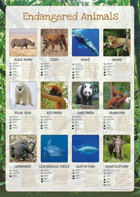 Pin on Info sheets | Endangered animals activities, Endangered animals project, Endangered animals