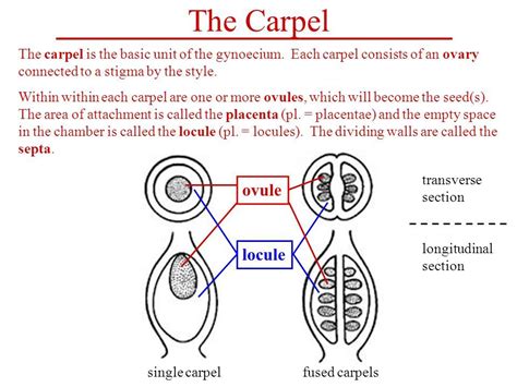 the carpel is the basic unit of the gyroseum each panel consists an organ