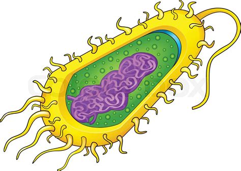 Bacteria cell | Stock vector | Colourbox