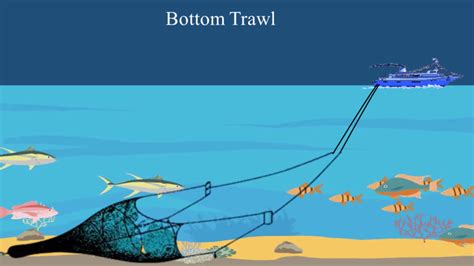 PENGERTIAN TRAWL ATAU PUKAT HARIMAU DAN JENIS-JENIS TRAWL - oceanofish.com