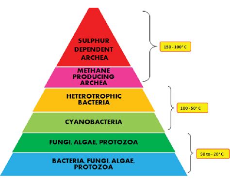 Thermophilic microbial adaptation at different temperature zones [8,... | Download Scientific ...