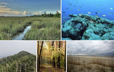 Ecosystem Diversity Examples: Exploring the Richness of Our Planet