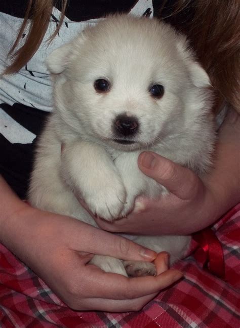 American Eskimo Dog Puppies For Sale | Ayden, NC #165173