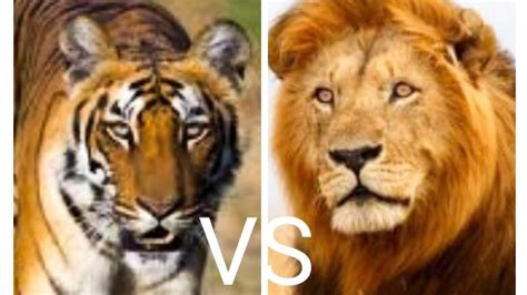 Harimau Vs Singa|ternyata harimau kalah? - YouTube