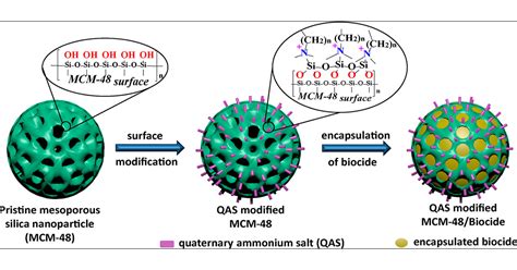 β-Glucan-Functionalized Mesoporous Silica Nanoparticles, 58% OFF