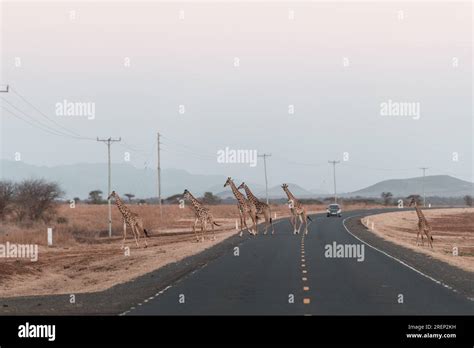 Mt. Kilimanjaro View - Amboseli National Park Stock Photo - Alamy