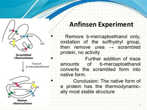 Protein Folding Mechanism