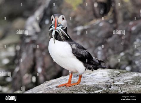 A Puffin with Sand Eels Stock Photo - Alamy