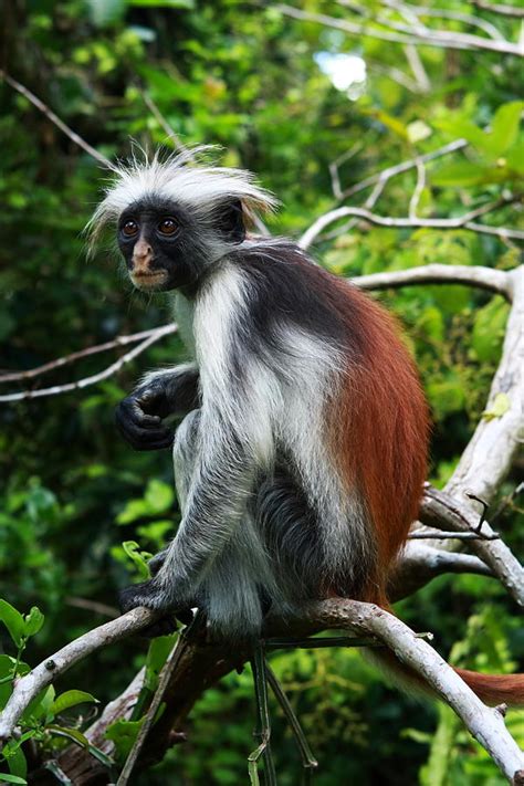 Red Colobus Monkey Description and Facts - Primates Park