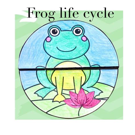 Frog Life Cycle Drawing And Frog Puppets Naturebookcl - vrogue.co