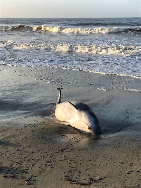 California Wildlife Center Reponds to Whale Stranding | California ...