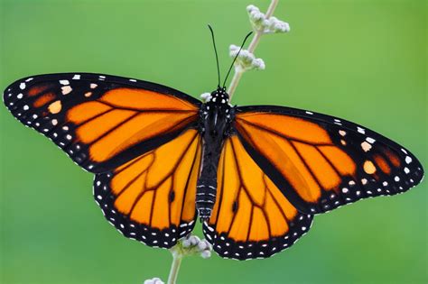 Monarch butterfly may be added to endangered species list