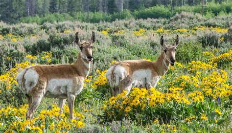 Grand Teton National Park - Top 15 Bucket List