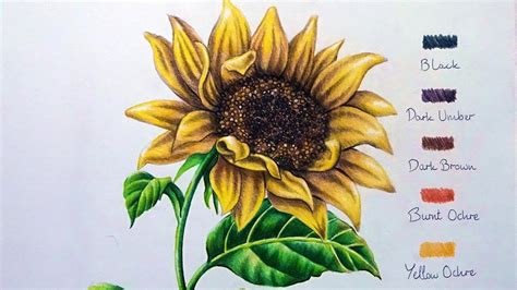 Sunflower Colored Pencil Drawing