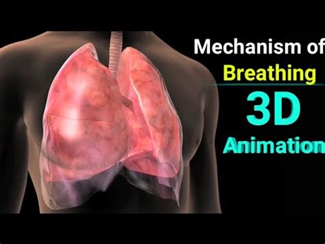 Mechanism Of Breathing (Inhalation/Exhalation) 3D Animation (Hindi) #3Danimation - YouTube