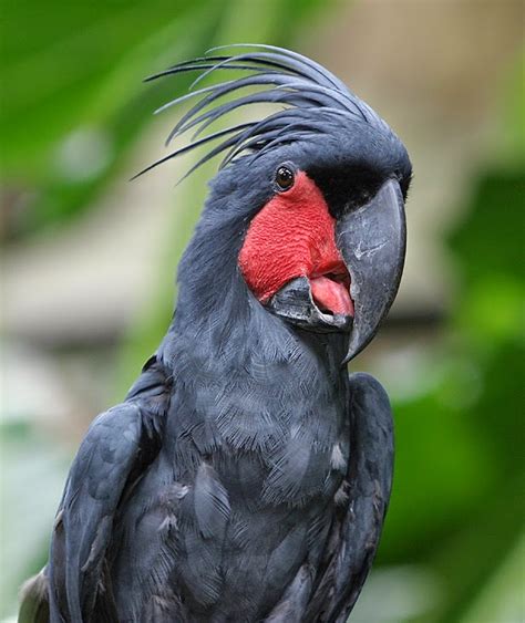 FARMS BIRD AND CHICKEN GEMILANG MANDIRI: Burung Kakatua Raja Hitam Dari Papua