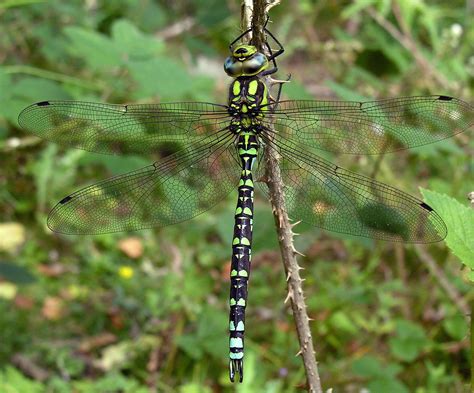 Southern Hawker - British Dragonfly Society