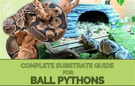 Ball Python Complete Substrate Guide – Zen Habitats