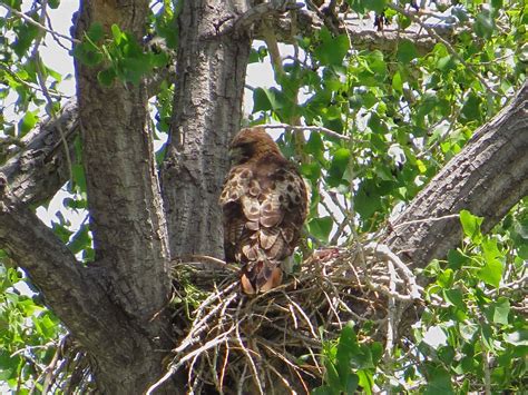 Red-Tailed Hawk Standing at Nest as when the Eggs Hatch | Flickr