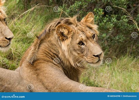 Lion savanna africa stock photo. Image of king, danger - 68264298