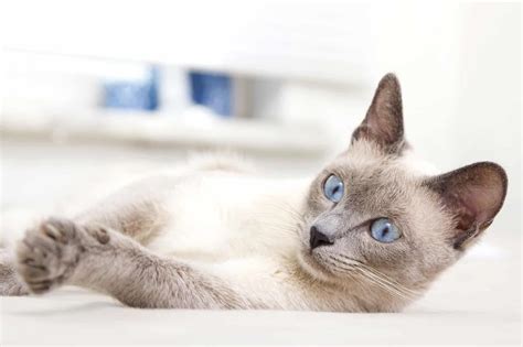 7 Grey Cat Breeds With Blue Eyes You'll Love (With Pictures)