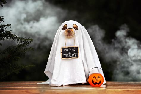 Chihuahua's Little Ghost Costume Is Ultimate Halloween Cuteness - Pet News